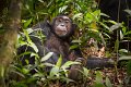 08 Oeganda, Kibale Forest, chimpansee